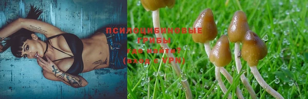 гашик Алексин
